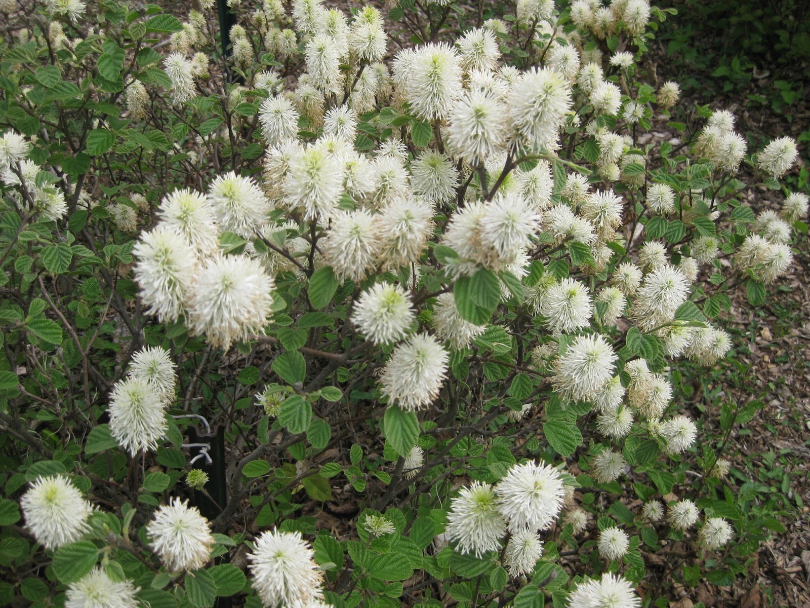 Fothergilla A Great Woodland Plant For Spring And Fall