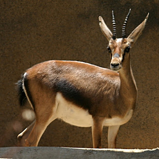 Cuvier's gazelle (dişi)