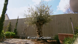 Alan huge Olive tree