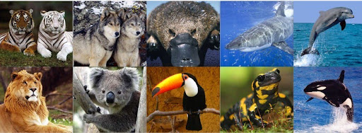 animais em vias de extinção lista de esppecies em via de extinçao