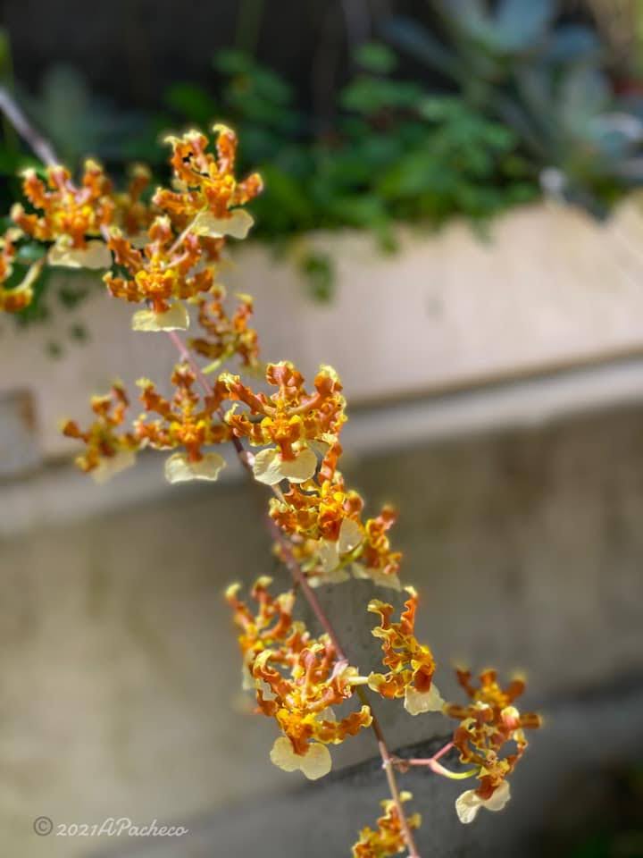 Oncidium maduroi Dressler