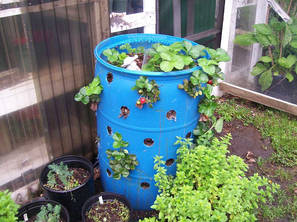 The Citrus Guy Roll Out The Barrel