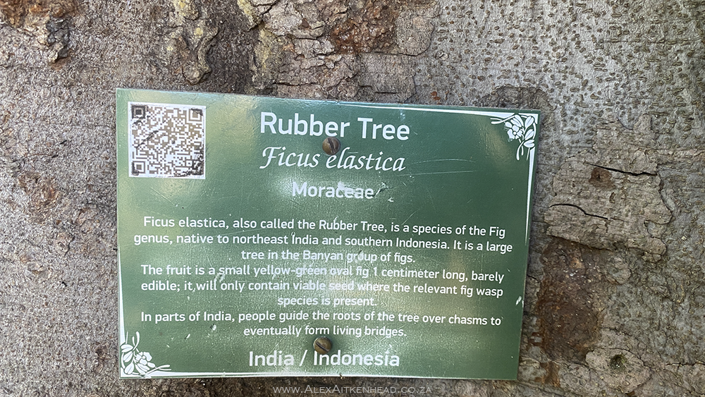 Champion Tree, Champion Trees of South Africa, Rubber Tree, Ficus elastica Moraceae, Alex and Juanita Aitkenhead, African Photography, Cape Town, Companys Garden, Video of Champion Tree