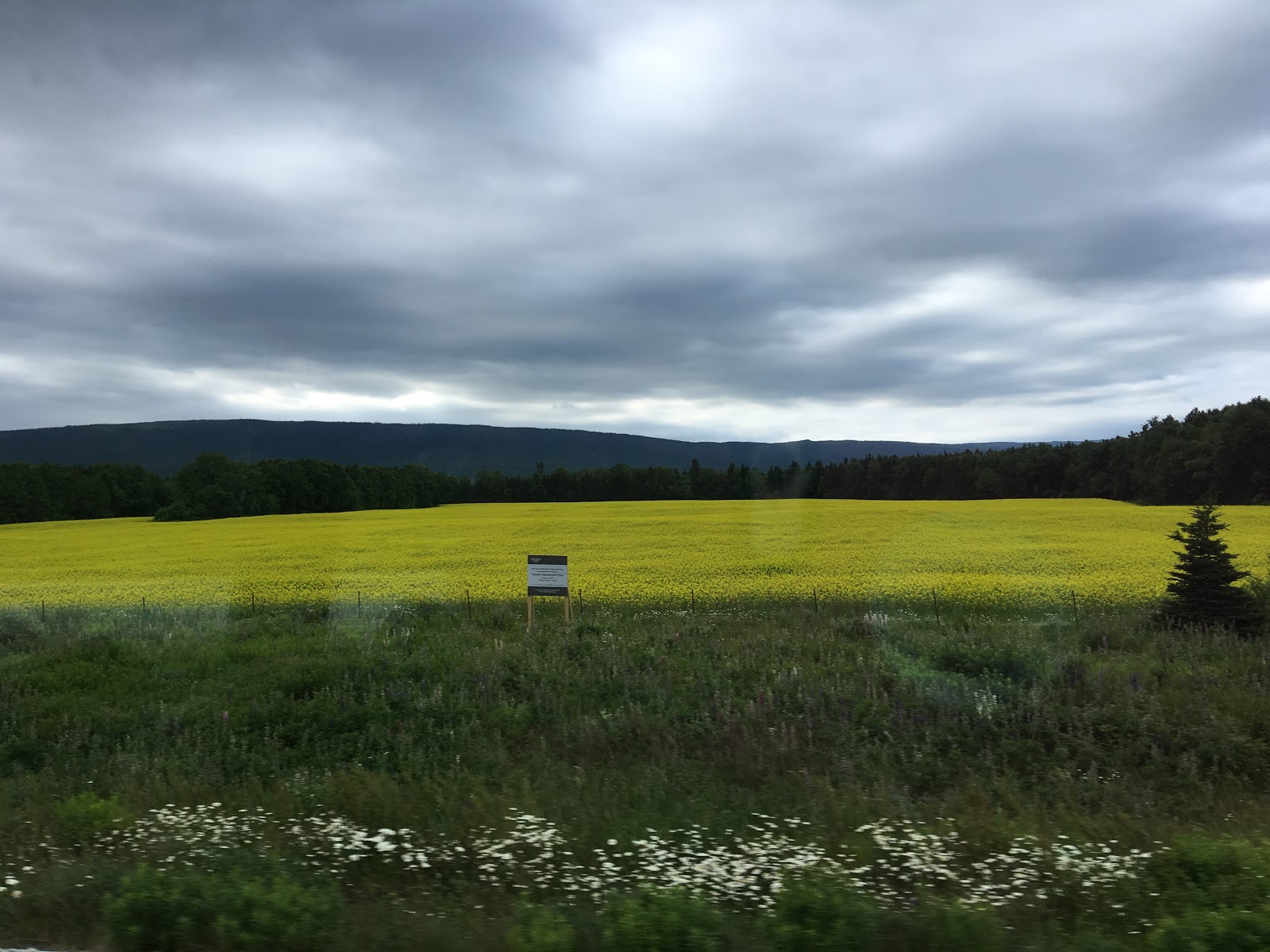 Following the Barkers Tuesday July 19, 2016 St. Barbe, Newfoundland