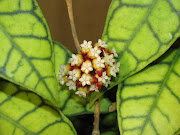hoya callistophylla