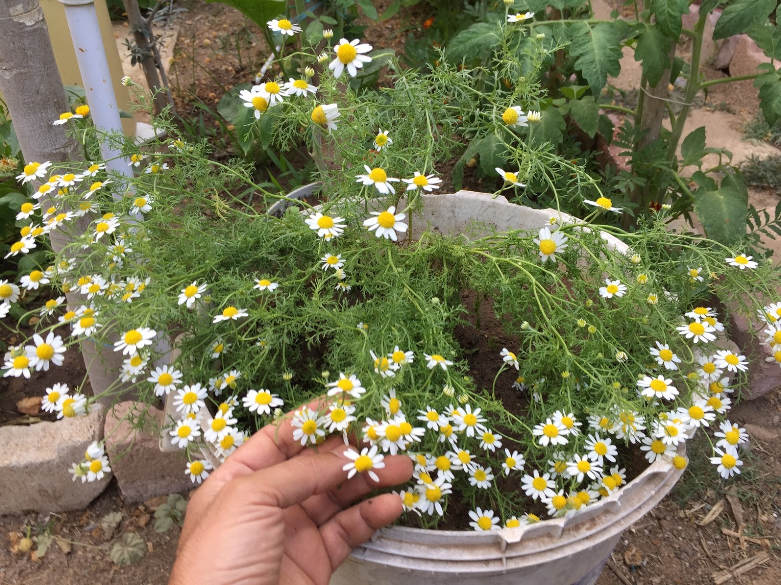 How to Grow Chamomile