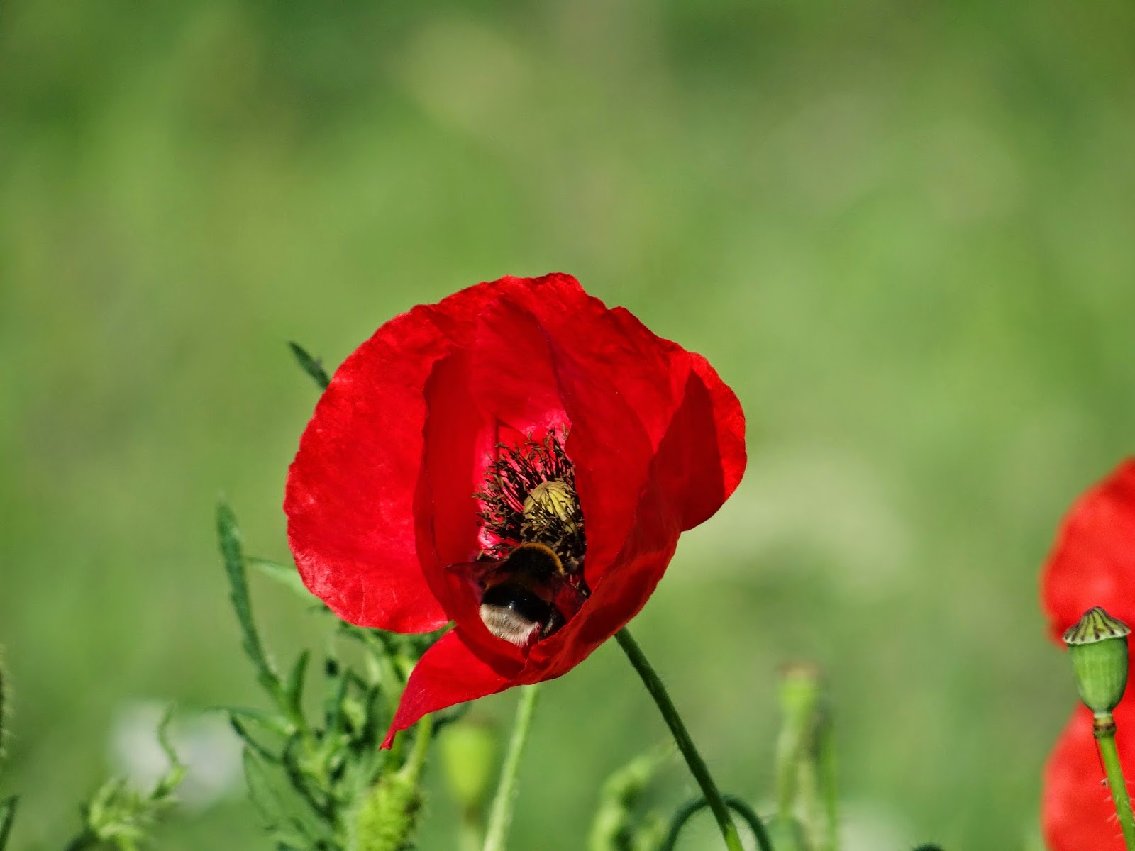 Brev från Servian coquelicot!