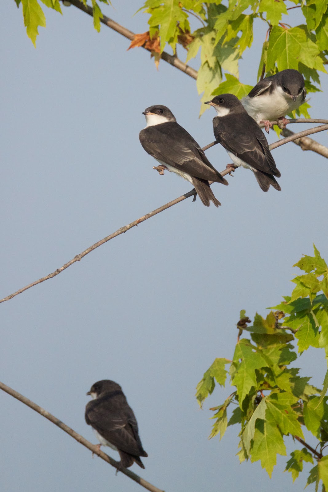Feather Tailed Stories Tree Swallow (juveniles)