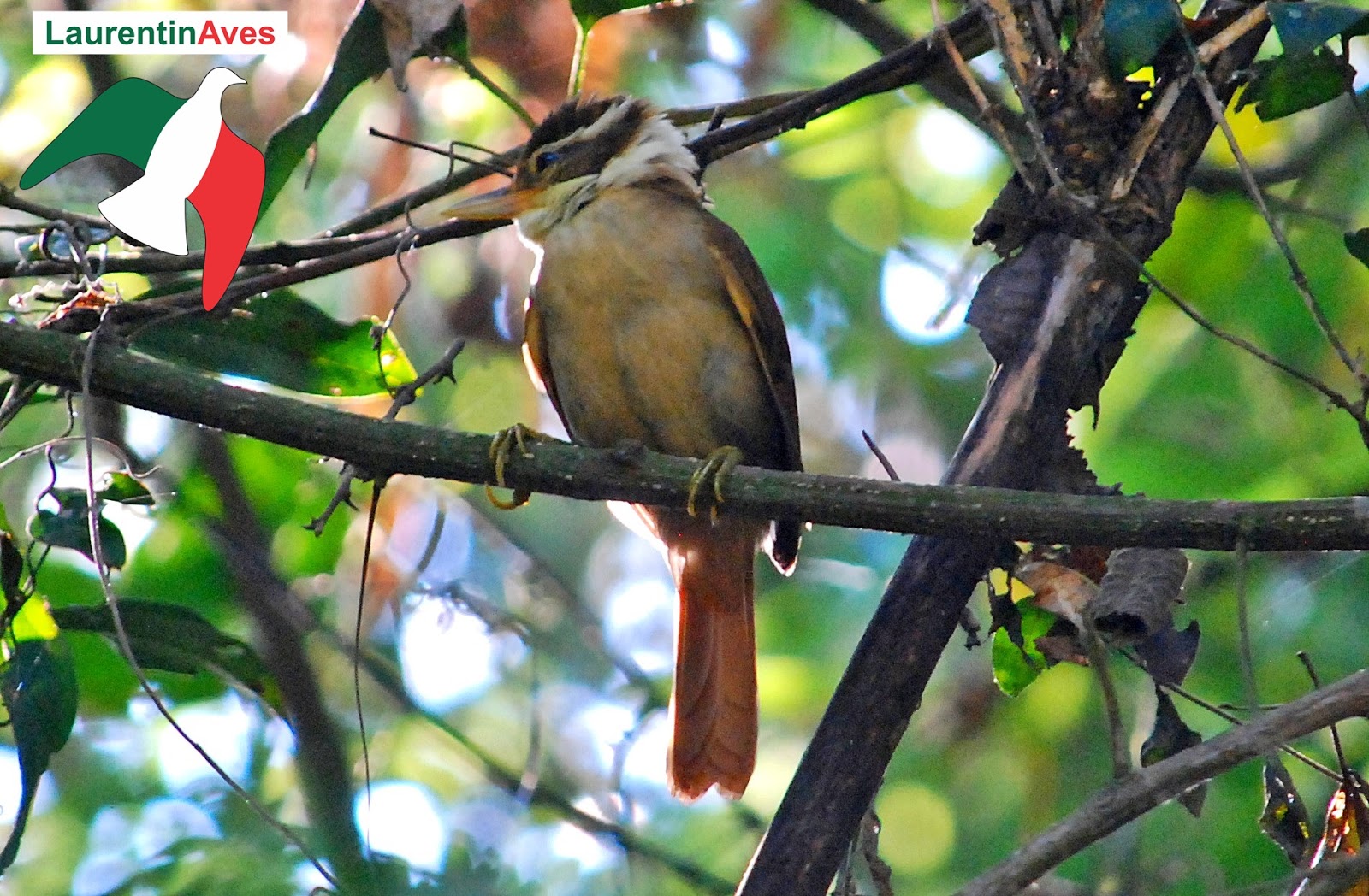 LaurentinAves SC Trepadorcoleira (Anabazenops fuscus) Vieillot, 1816