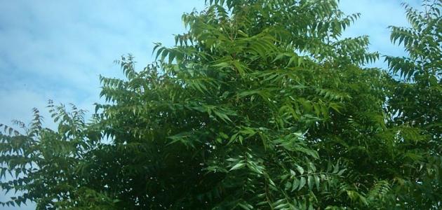معلومات حول شجرة النيم وفوائدها موسوعة المعرفة الشاملة