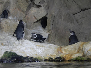 ジェノヴァ水族館のペンギン