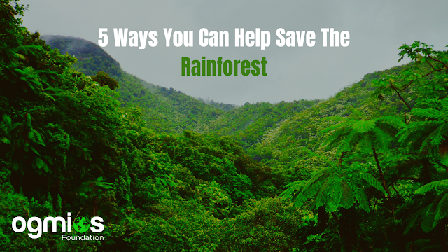 5 Ways You Can Help Save The Rainforest