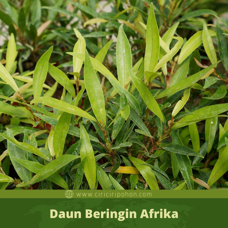Ciri Ciri Pohon Beringin Afrika (Ficus neriifolia) Di Alam Liar