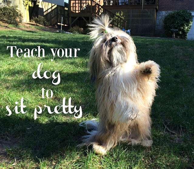 how to your to sit pretty to with teach your to sit pretty how to your to sit pretty to with teach your to sit pretty