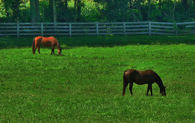 Horses near Woodbine,MD