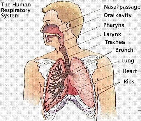 respiratory system terms assignment