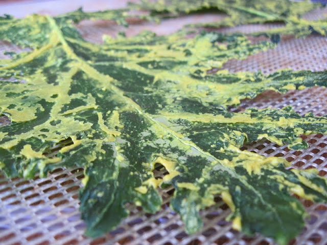 Easy to make Kale Chips