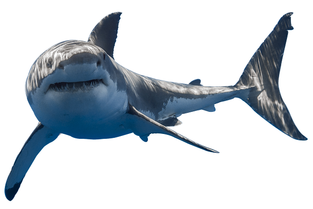 15+ Shark Transparent Images| Shark Transparent Background Images