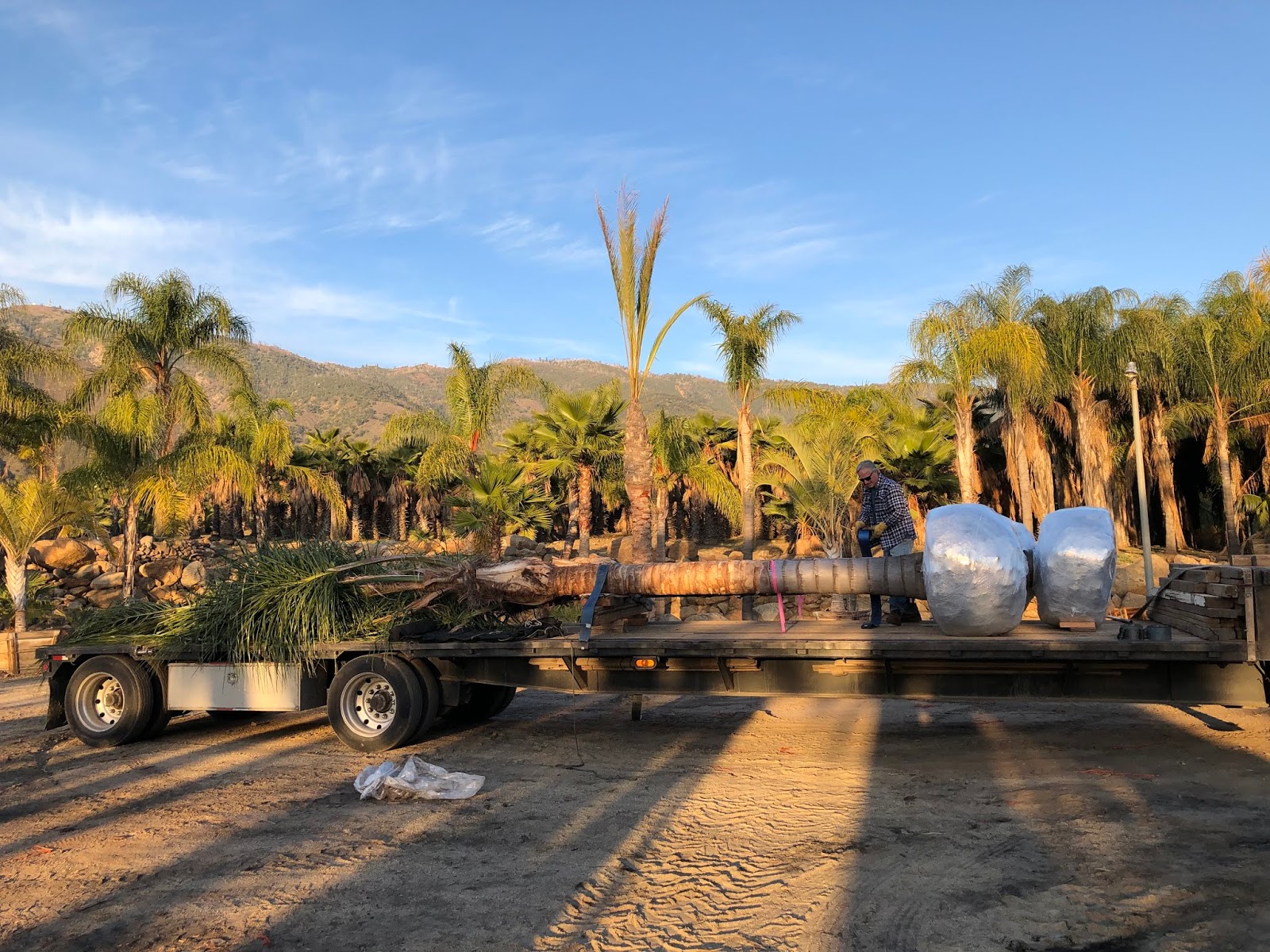 Gregory Palm Farms HOW MUCH DOES A 16 FOOT CALIFORNIA QUEEN PALM WEIGH?..CALL GREGORY PALM