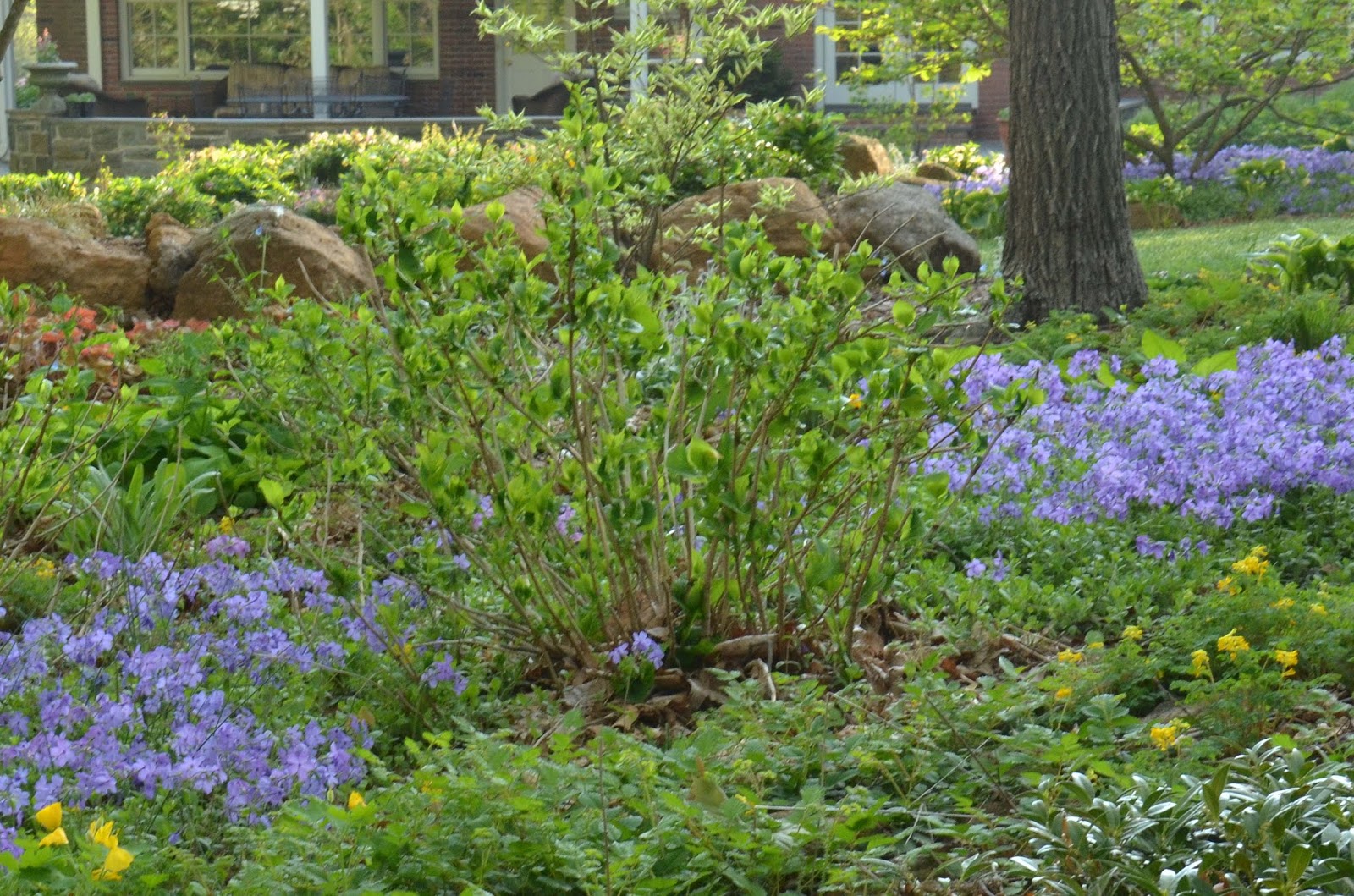 Victoria Gardens Fab Fab Fall Foliage Deutzia Gracilis Duncan