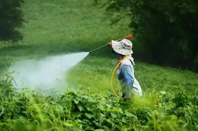 ক্লোরপাইরিফস(Chlorpyrifos) গ্রুপের কীটনাশক_পরিচিতি,ক্লোরপাইরিফস গ্রুপের কীটনাশক স্পর্শজাতীয় হওয়ায় গাছের ভেতরে তেমন প্রবেশ করে না। পোকামাকড় এর সংস্পর্শে আসলে পাকস্থলিতে (stomach) বিষক্রিয়া ঘটায়। ক্লোরপাইরিফস(Chlorpyrifos) গ্রুপের কীটনাশক_পরিচিতি,ক্লোরপাইরিফস গ্রুপের কীটনাশক স্পর্শজাতীয় হওয়ায় গাছের ভেতরে তেমন প্রবেশ করে না। পোকামাকড় এর সংস্পর্শে আসলে পাকস্থলিতে (stomach) বিষক্রিয়া ঘটায়।