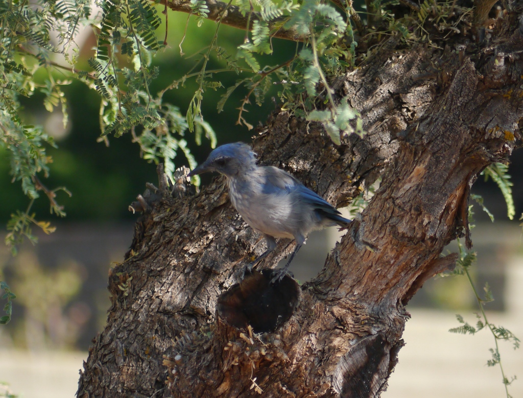 mexican blue jay mexican blue jay