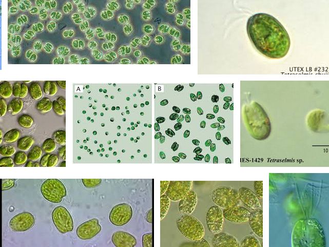 Jenis Fitoplankton Sebagai Pakan Alami Ikan
