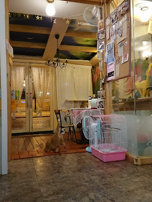 全世界第一家貓咪咖啡小貓花園 店內環境