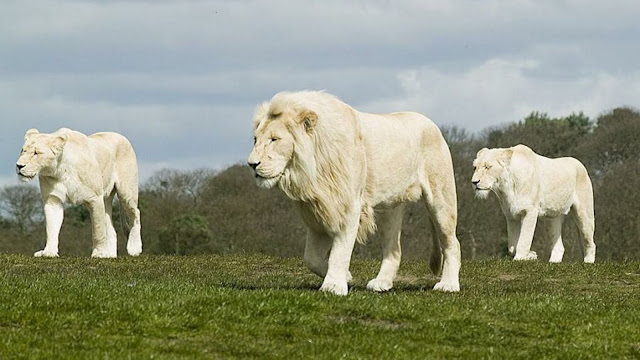 Best Jungle Cat Pic, White Lions On The Move 