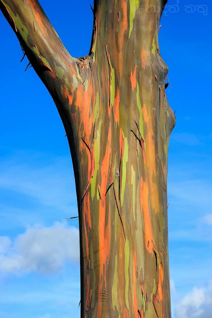 දේදුනු යුකැලිප්ටස් ගස 🌈✍️📚💐 (Rainbow Eucalyptus Tree) - Your Choice Way