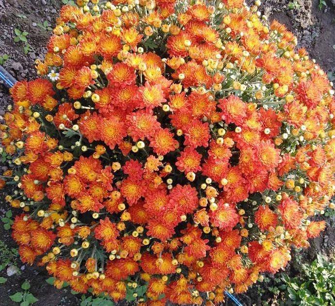 Шаровидные хризантемы семена