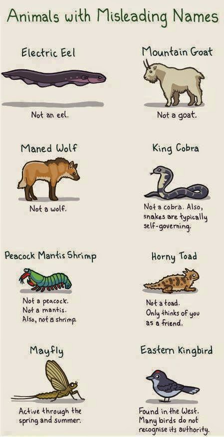 Animals With Misleading Names