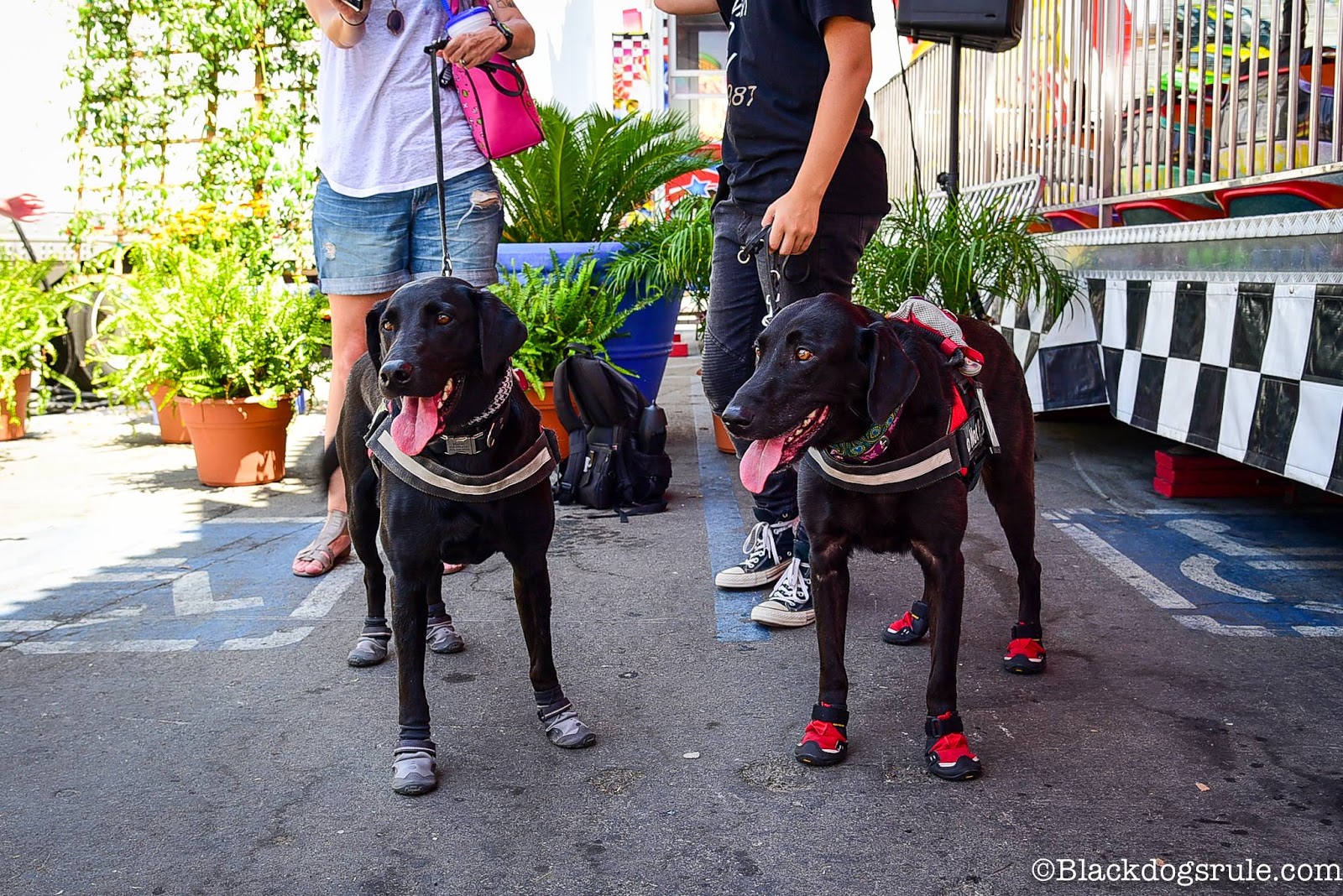 Dogs Wearing Shoes