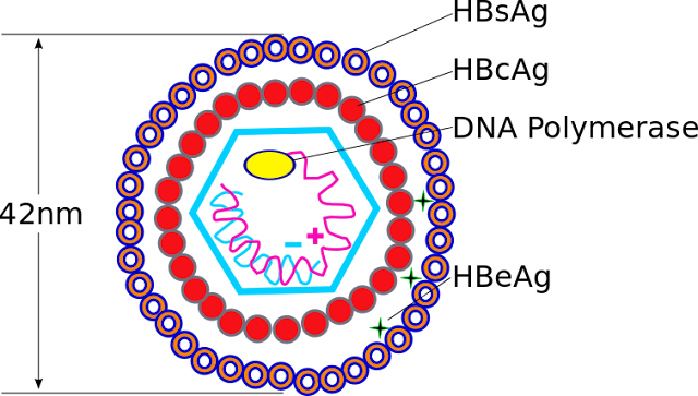 What is hepatitis? Science Tutor