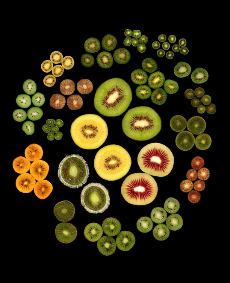 معلومات عن فاكهة الكيوي