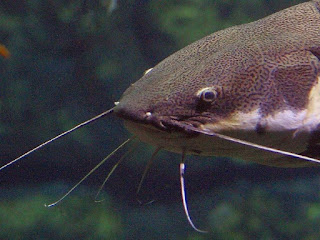 Gambar Ikan Lele 