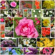 LA MARCIA DEI FIORI. (Rancho das flores)