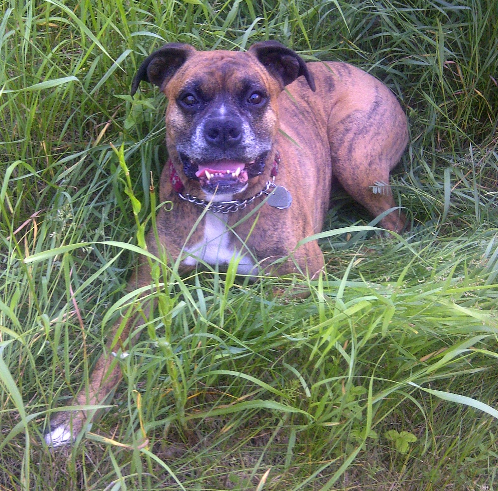 Ottawa Valley Dog Whisperer Is Your Dog Hyper, Insecure, Anxious