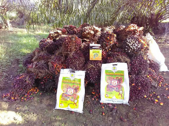 Dosis Pemupukan Kelapa Sawit Paling Lengkap Dosis Pemupukan Kelapa Sawit Paling Lengkap