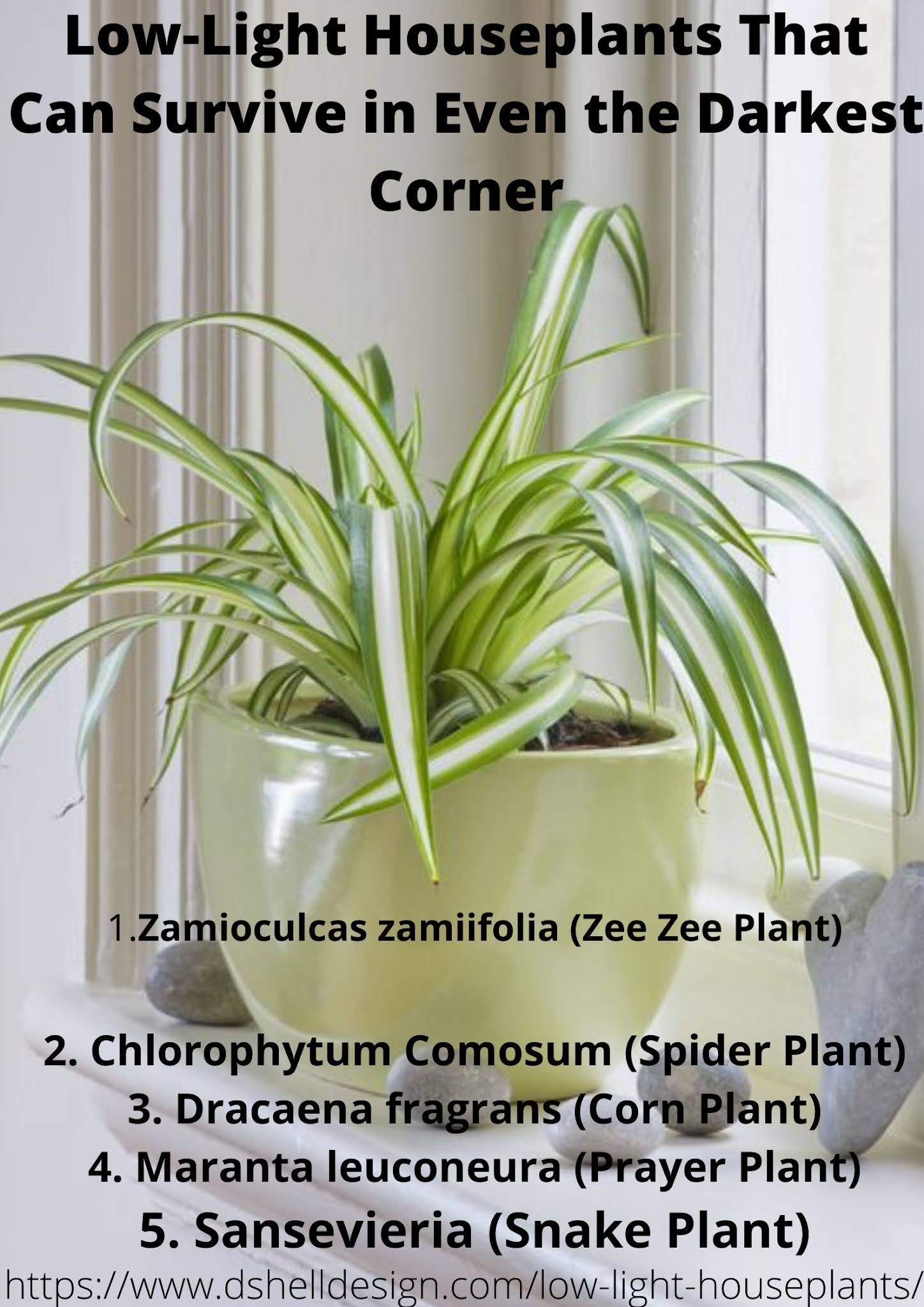 The best indoor plant for a dark room