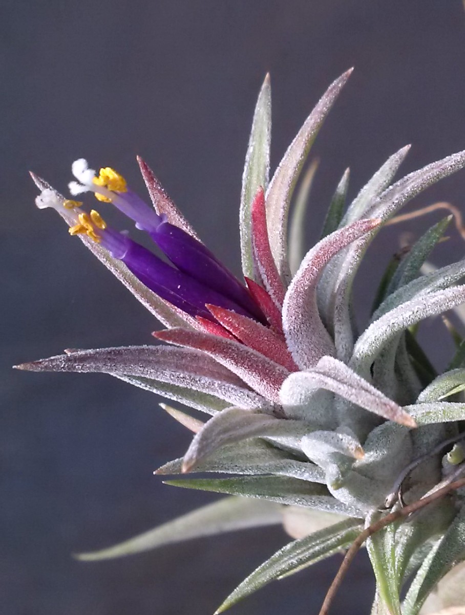  Tillandsia Varieties New Decorating Ideas