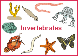 Djabrikz_08: Hewan Invertebrata dan Vertebrata