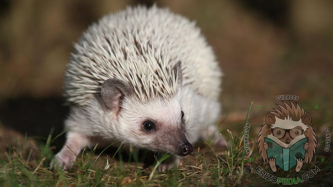 Juguetón grano Ciudadano Erizo pigmeo africano, ¿buena elección como mascota?