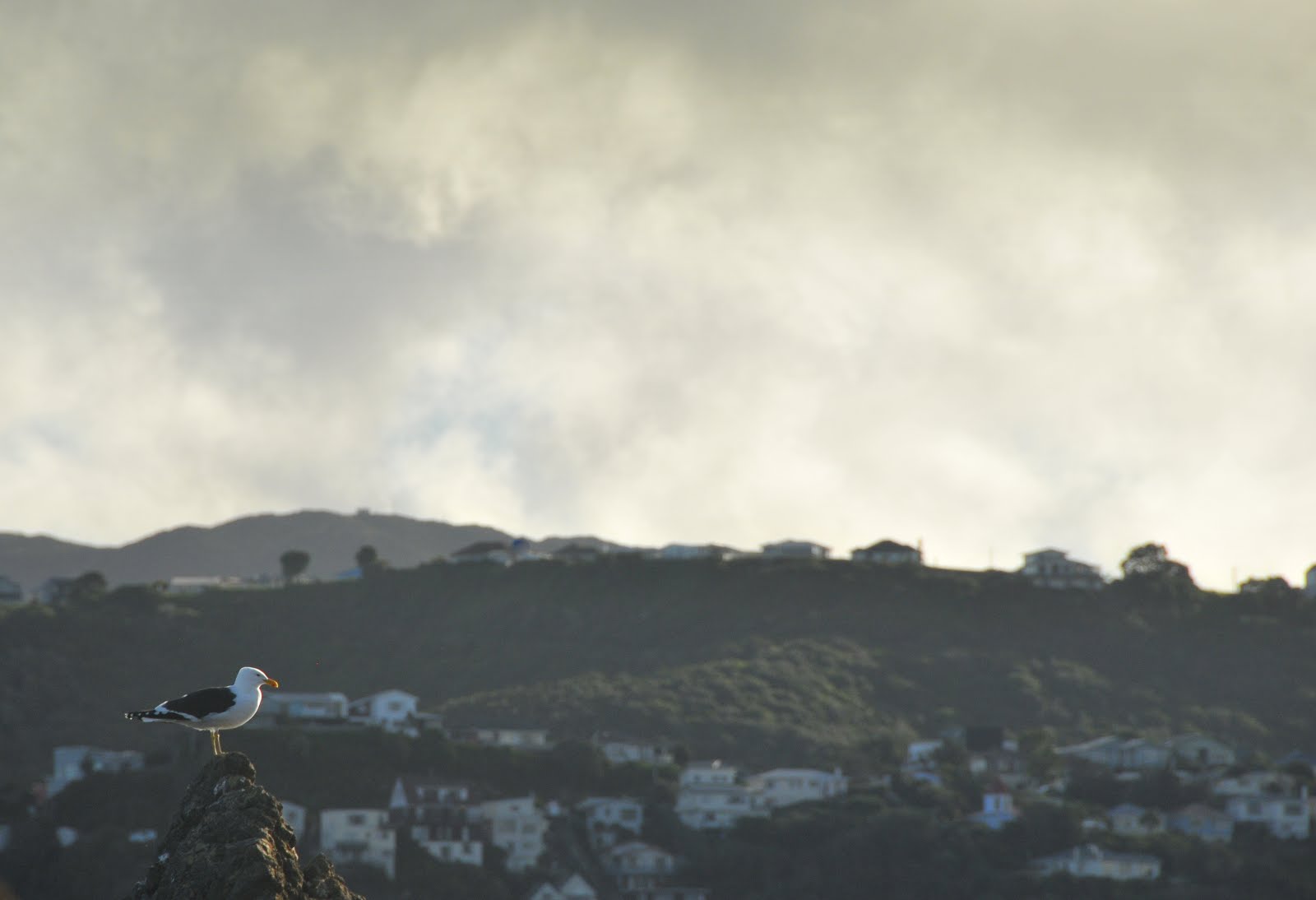 One of the big gulls