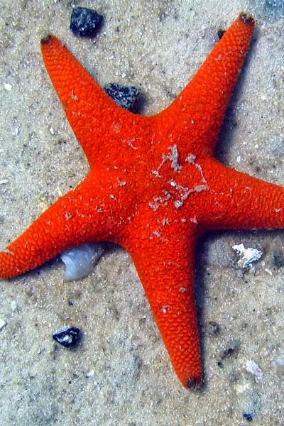  Nama  Latin Bintang Laut Klasifikasi Dan 9 Fakta Uniknya 