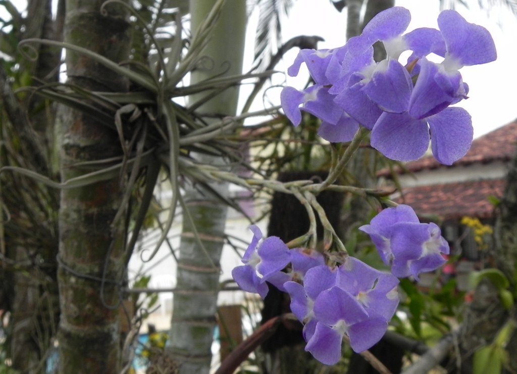 Beechwood Landscape Architecture And Construction Peegee