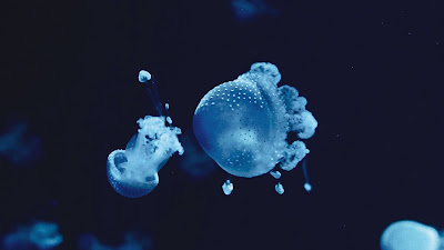Wallpaper free blue jellyfish, underwater, macro