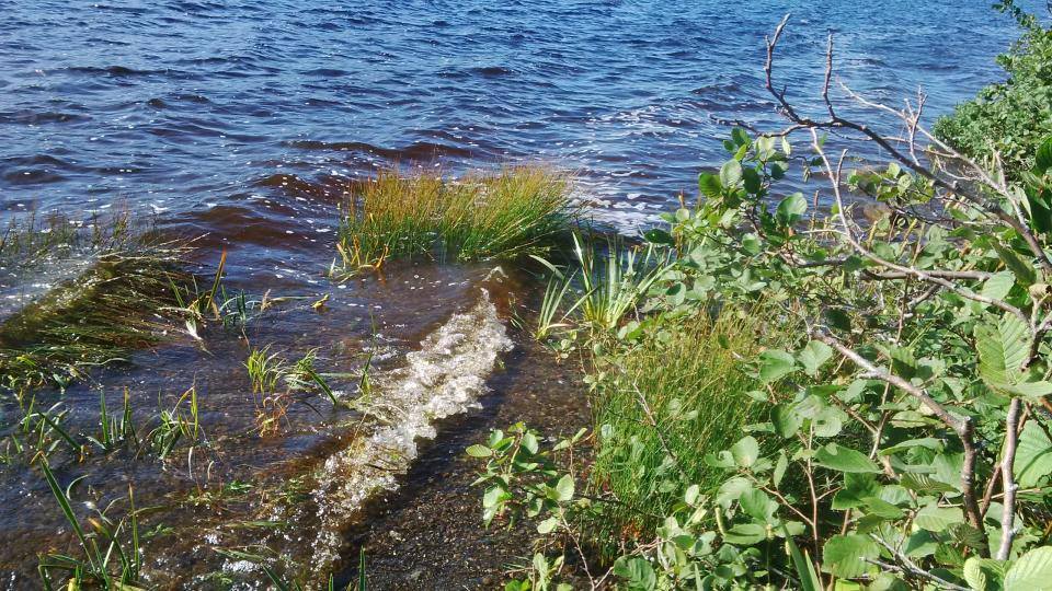 Trout River's Pond