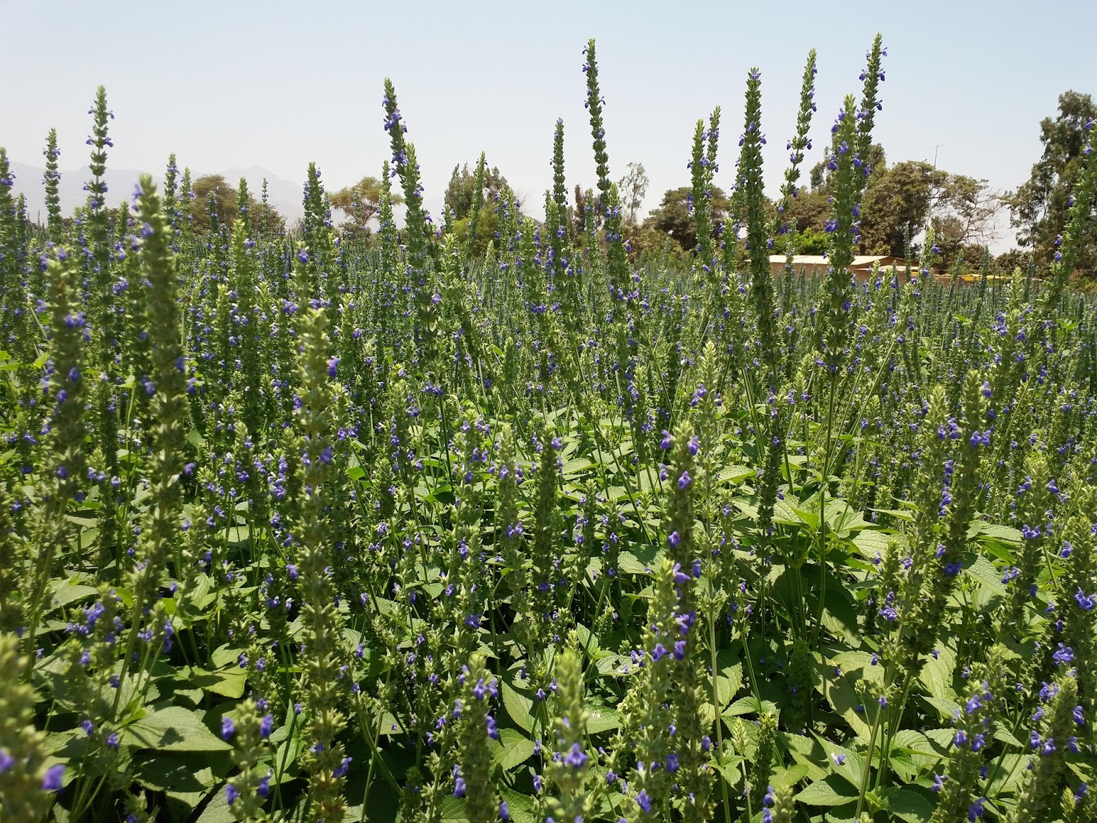 Organic Life Perú Seguimiento Cultivo de Chia ORGANIC LP