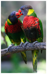 colorful birds bird pair pairs lovely pretty amazing